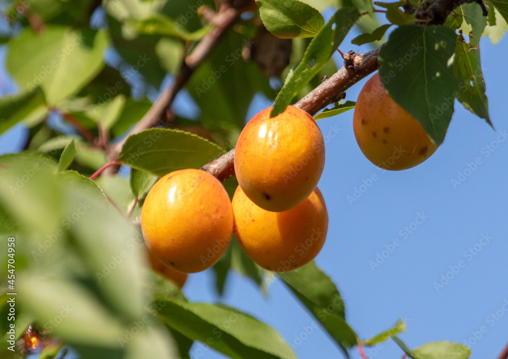 Ripe yellow apricots on tree branches