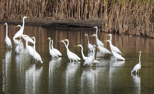 White herons on the lake