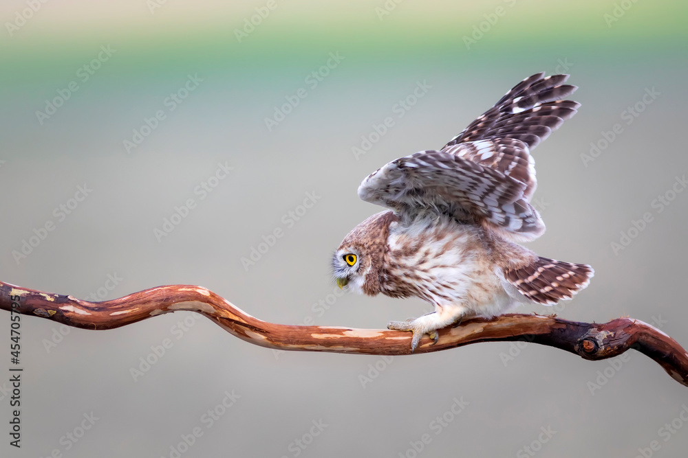 Obraz premium Little owl. Colorful nature background. Athene noctua. 