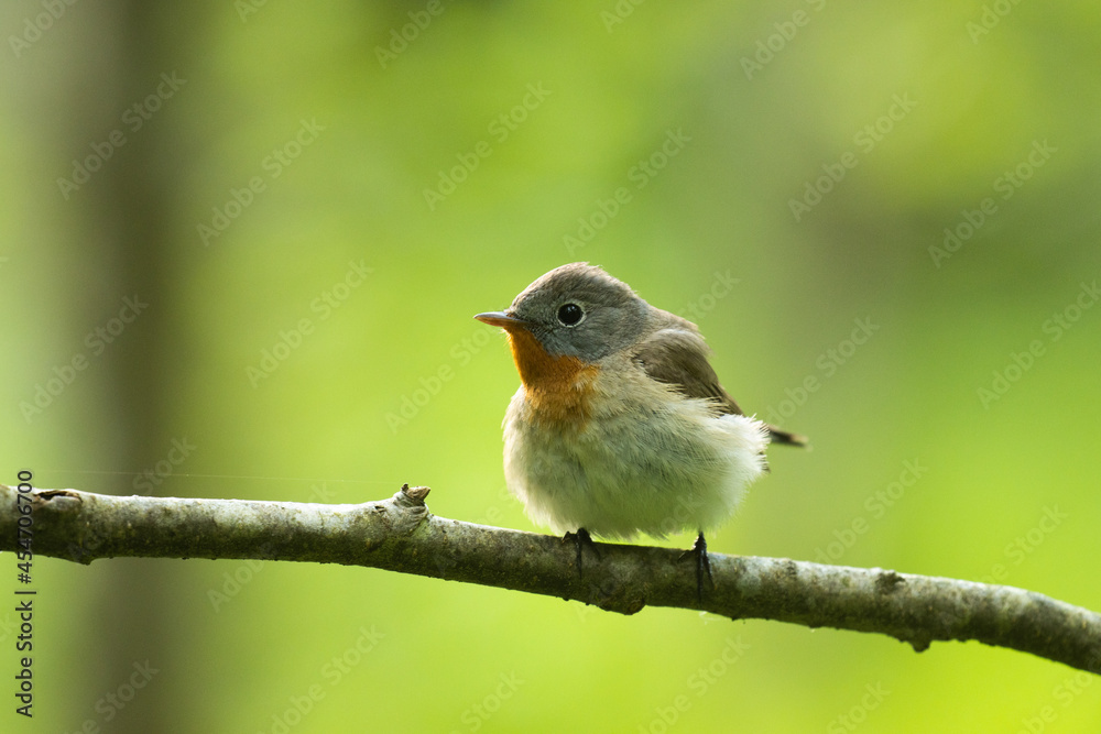 Close-up of an adult male Red-breasted flycatcher, Ficedula parva in an old-growth boreal forest in Estonia, Northern Europe. Close-up of an adult male Red-breasted flycatcher, Ficedula parva in an old-growth boreal forest in Estonia, Northern Europe.