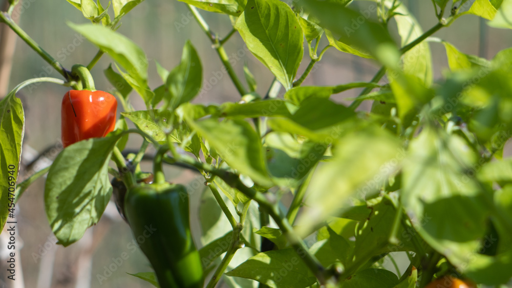 Pepper growing on their plant