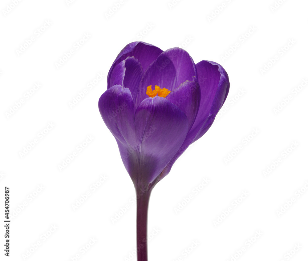 Crocus flowers isolated on white Crocus flowers isolated on white