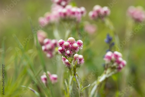 Wallpaper Mural A small blooming pink Catsfoot, Antennaria dioica flower in Northern Europe.  Torontodigital.ca