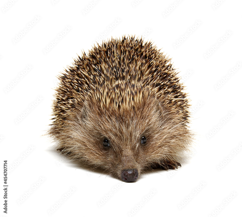 Hedgehog isolated on white Hedgehog isolated on white