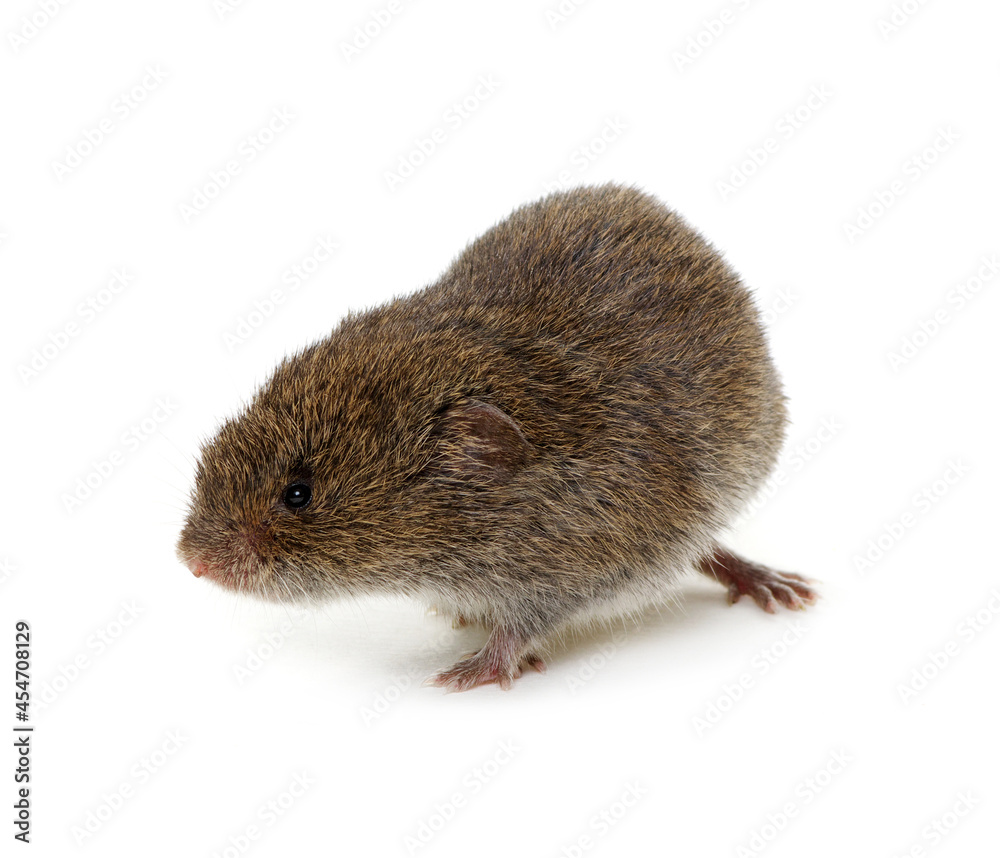 Mouse isolated on white Mouse isolated on white