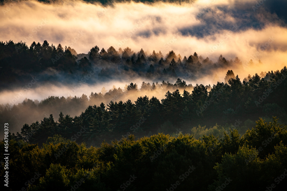 Magical forest in the mist