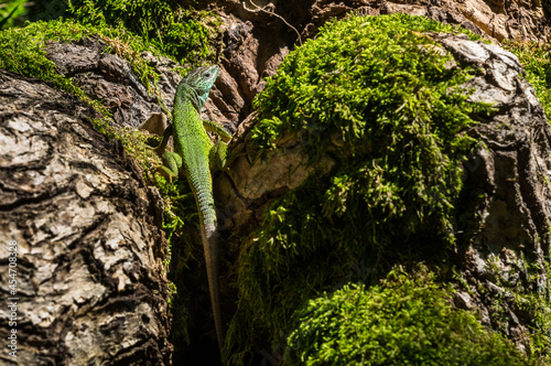 European green lizard (Lacerta viridis) sunning in its natural habitat on rocks and moss