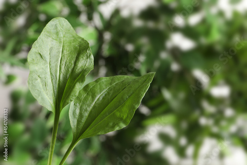 Green broadleaf plantain leaves outdoors, space for text. Medicinal herb