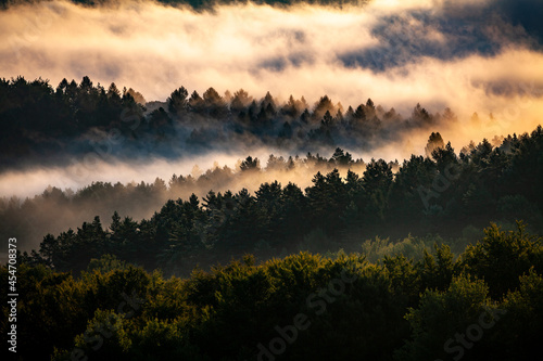 Fototapeta Naklejka Na Ścianę i Meble -  Magical forest in the mist