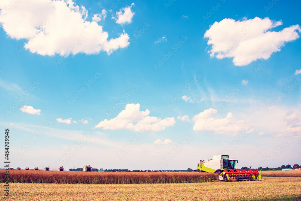Agrarian industrial landscape with combine harvesters picking up hay on a rape field on a sunny day against a background of cloudy sky. (good prosperity, food safety, recruitment - endpection)