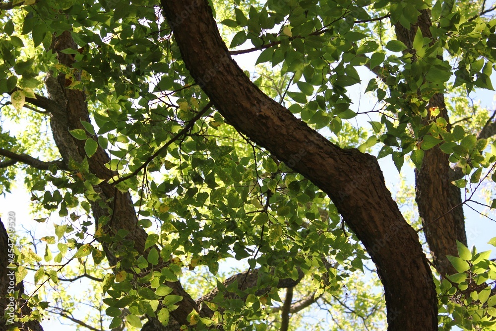 tree in the park