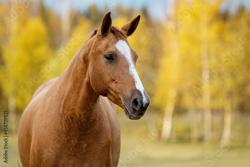 Portrait of Don breed horse in autumn. Russian golden horse. © Rita Kochmarjova