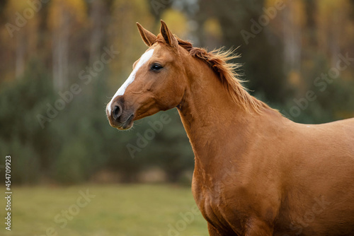 Portrait of Don breed horse in autumn. Russian golden horse.