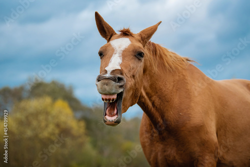 Funny Don breed horse yawning in autumn. Russian golden horse.