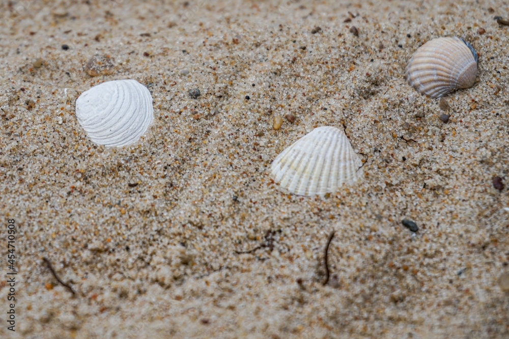 shells on the sand shells on the sand