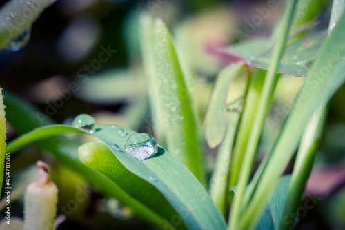 Water droplets on a grass macro closeup