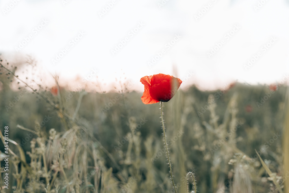 Obraz premium Red poppies in the field in the sunset with selective focus. Glade of red poppies. Hello spring.