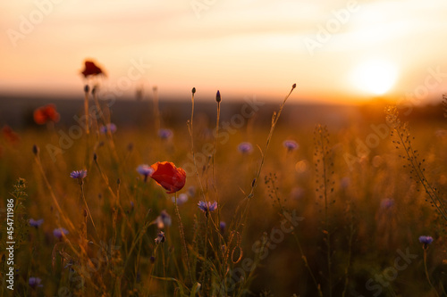 Beautiful nature background with red poppy flower poppy in the sunset in the field. Remembrance day, Veterans day