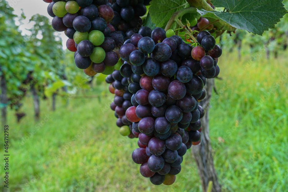 A bunch of dark grapes on a vine plant