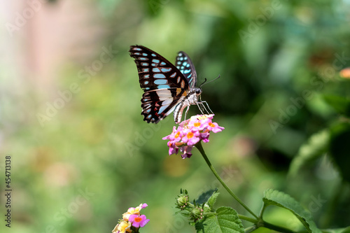 Graphium doson or common jay blue butterfly sitting on a flower © Natalya
