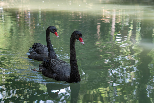 Fototapeta Naklejka Na Ścianę i Meble -  Pair of black swans swimming on a lake in a park