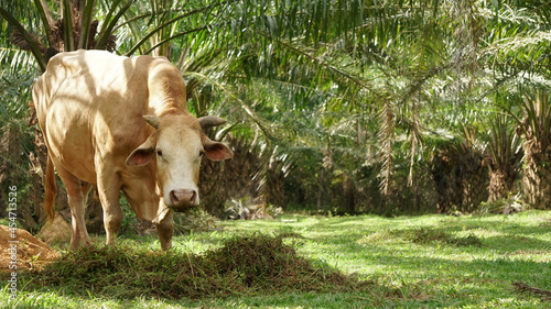 Thai bull is eating fresh grass, Brown ox in the country of southern Thailand, Feeding livestock photo