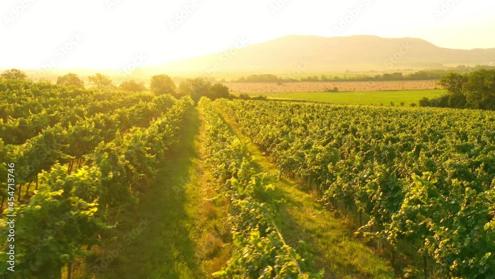 Aerial Drone Shot of Sunny Wineyard at Sunrise. Aerial Drone Shot of Sunny Wineyard at Sunrise.