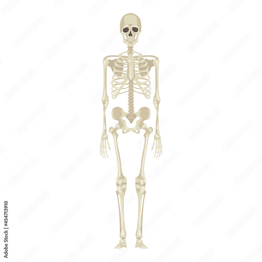 Vector Human Skeleton. Anatomical Illustration