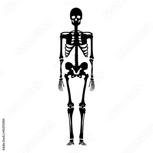 Vector Human Skeleton. Anatomical Illustration