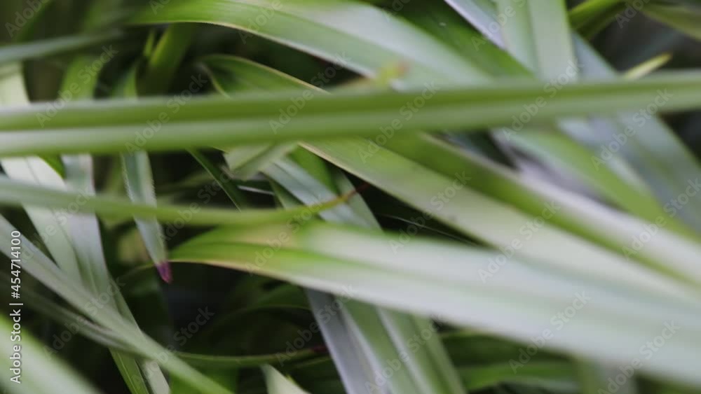 green dianella grass plant outdoor with wind moving its leaves green dianella grass plant outdoor with wind moving its leaves