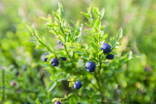 Fresh organic ripe wild blueberries in the bush. Grow naturally in fields