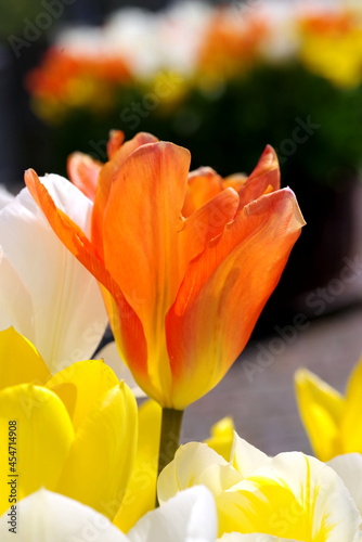 Tulpe mit Blütenblättern in leuchtendem hellrot photo