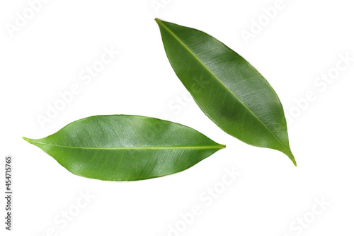 Java Plum Green Leaves Isolated on White Background