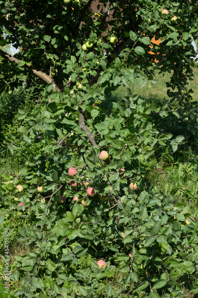 Gardening. A branch of an apple tree broken off with a many of fruits. Harvesting apples.
