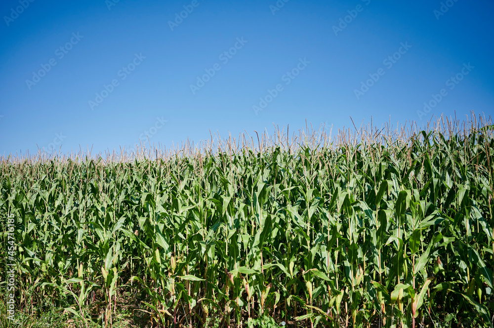 close view of a corn field in Cantabria close view of a corn field in Cantabria