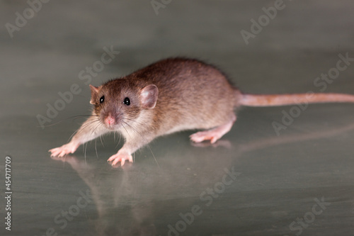 baby brown rat