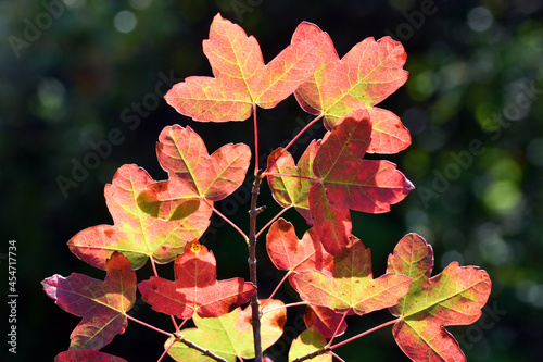 Montpellier maple leaves (Acer monspessulanum) with fall colors photo