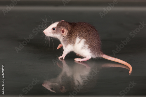 small rat on a glass table