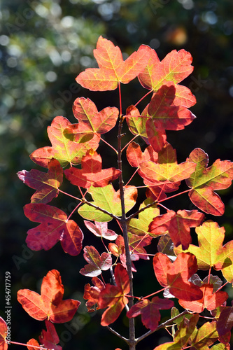 Branch with leaves of Montp...