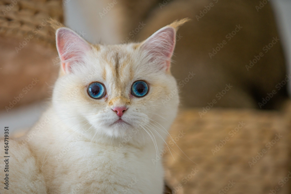 Obraz premium weiße Katze nah Portrait