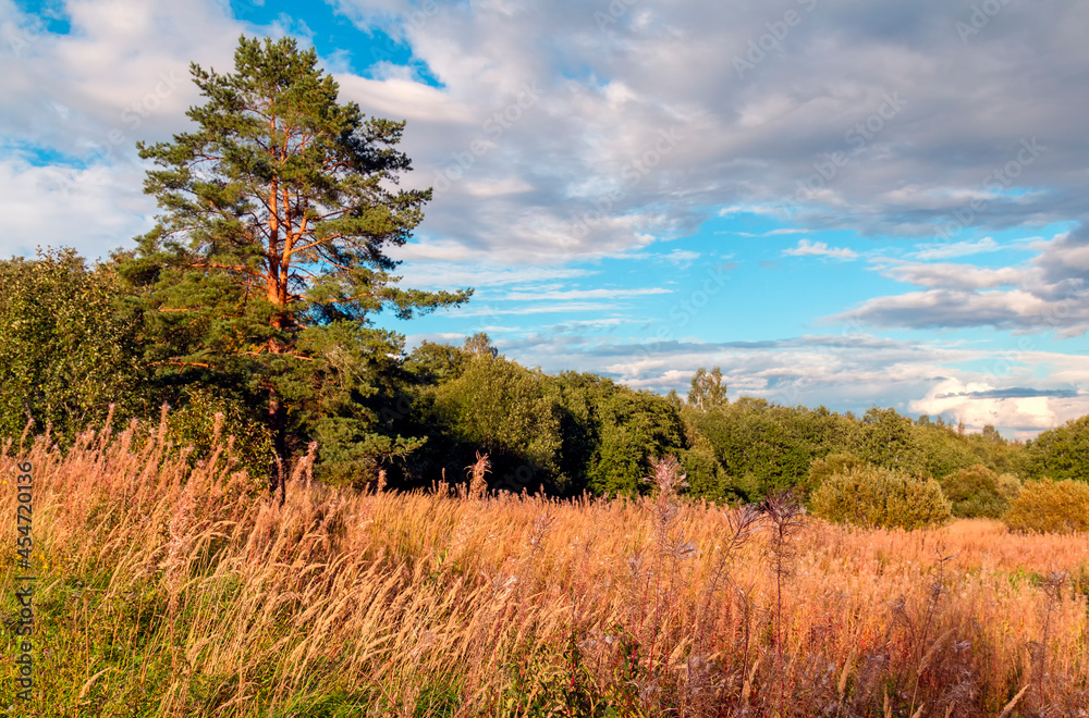 Fototapeta premium Medow Grass and tree in the sunset