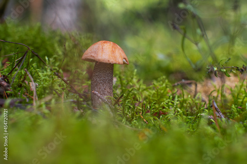 the mushroom grows in the forest.
