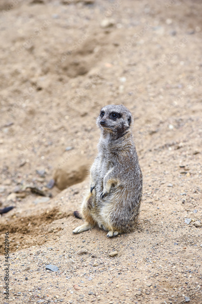 Fototapeta premium Meerkat in group standing fighting playing and doing funny pose