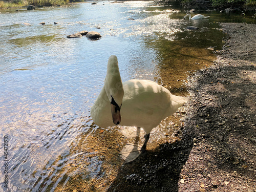 A Mute Swan on the River Levan at Newby Bridge in the Lake District photo