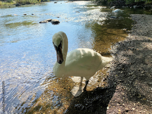 A Mute Swan on the River Levan at Newby Bridge in the Lake District photo