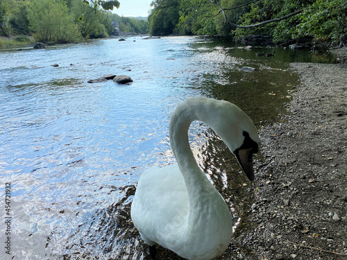 A Mute Swan on the River Levan at Newby Bridge in the Lake District photo