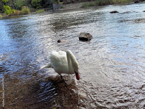 A Mute Swan on the River Levan at Newby Bridge in the Lake District photo