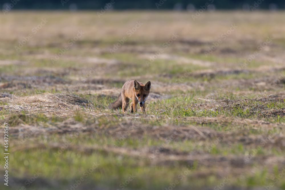 Red fox Vulpes vulpes in the meadow in search of food - the natural habitat of the fox - rural landscape, natural meadow, red predator Red fox Vulpes vulpes in the meadow in search of food - the natural habitat of the fox - rural landscape, natural meadow, red predator