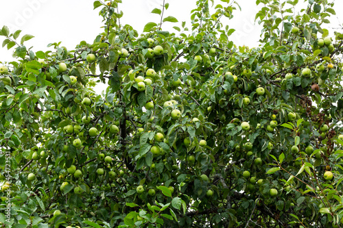 apple tree fruit on a tree against the sky
