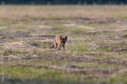 Red fox Vulpes vulpes in the meadow in search of food - the natural habitat of the fox - rural landscape  natural meadow  red predator